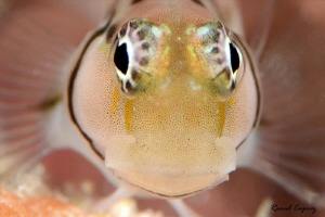 Face to face by Raoul Caprez 